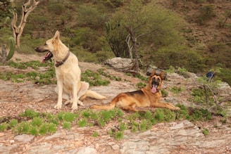 two dogs sitting on a rock