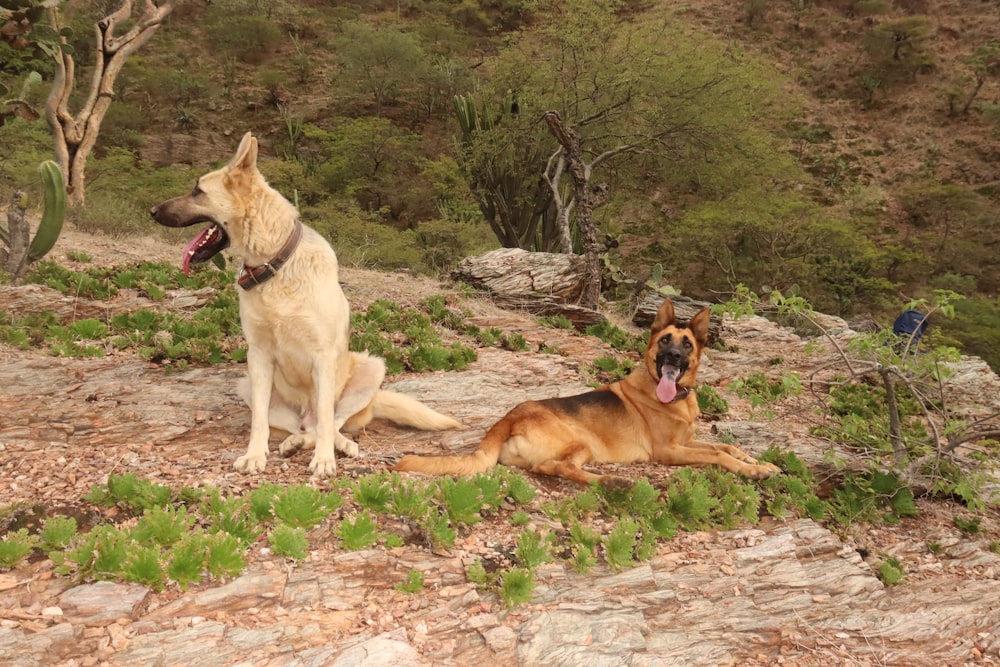 two dogs sitting on a rock