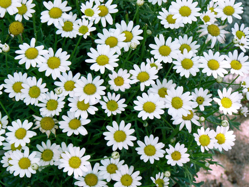 a field of white flowers