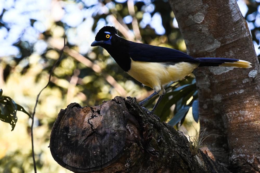 a bird perched on a tree stump