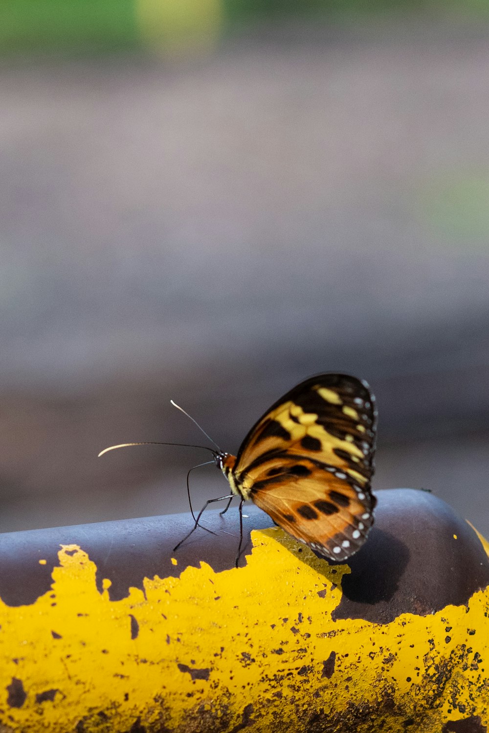 a butterfly on a flower