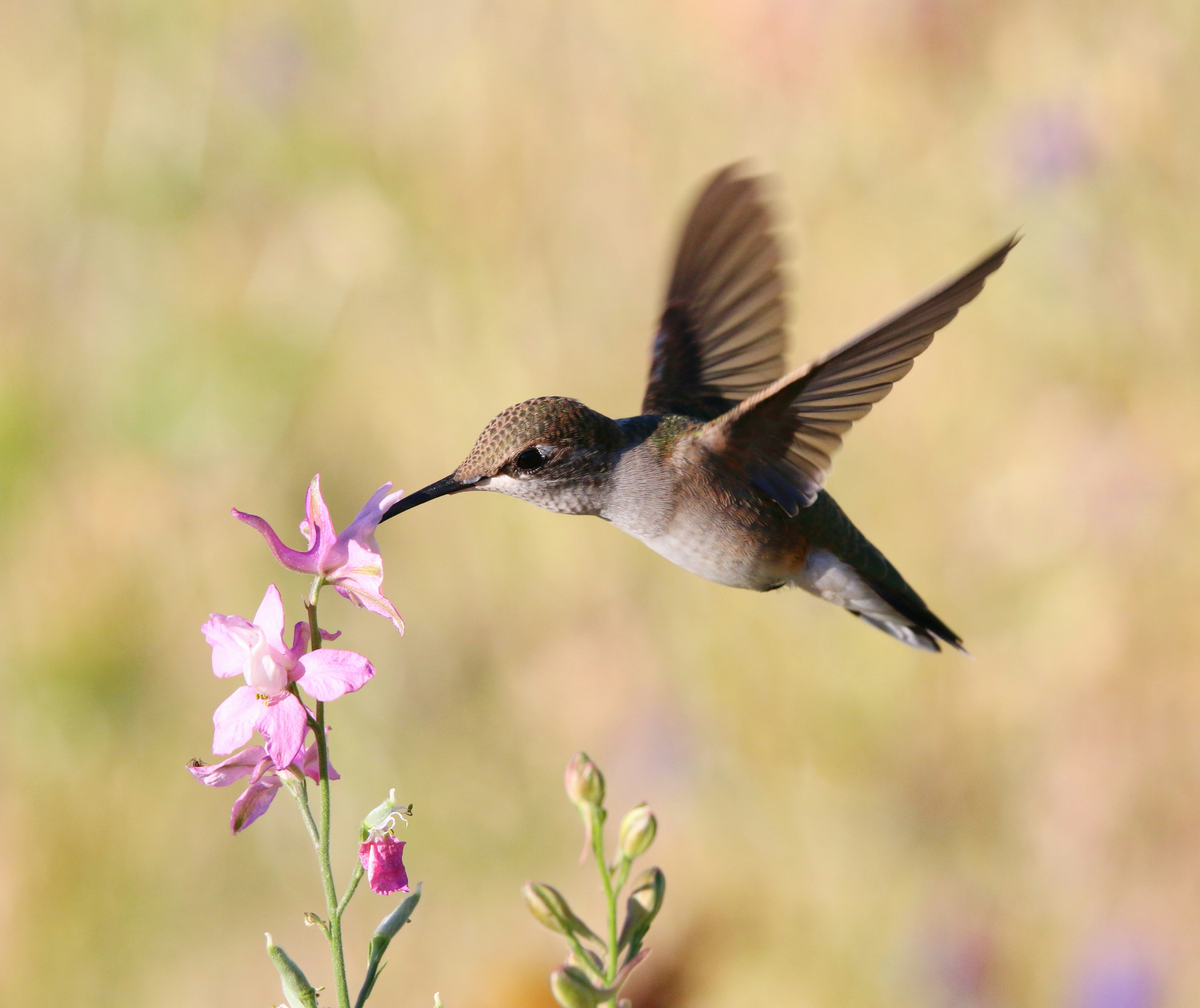 a hummingbird flying over a flower, 