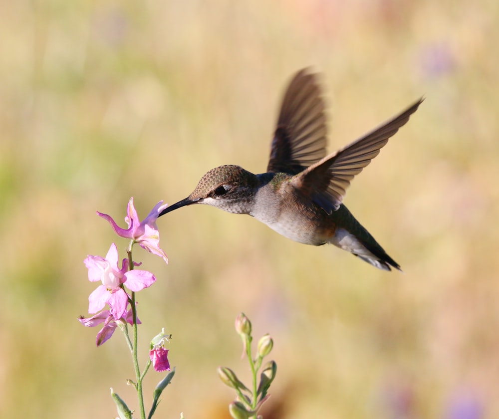 a hummingbird flying over a flower