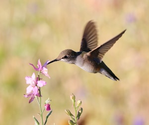 Hummingbird Dance