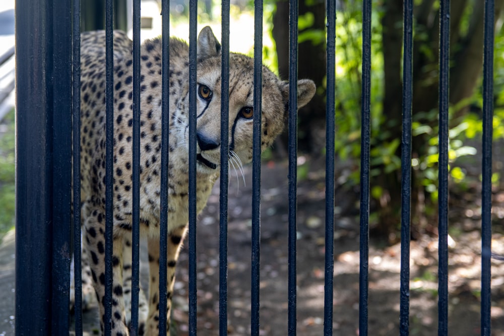 a leopard in a cage