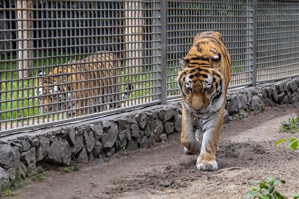 a tiger in a cage