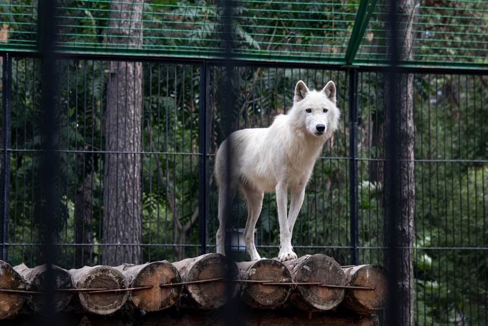 a white dog in a cage