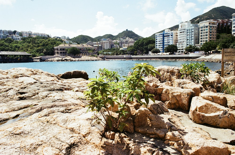 a rocky beach with a body of water and buildings in the background