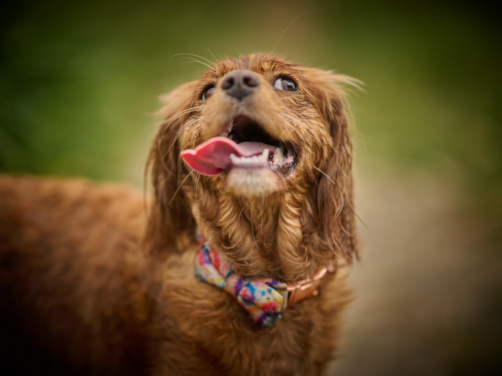 a dog with its tongue out