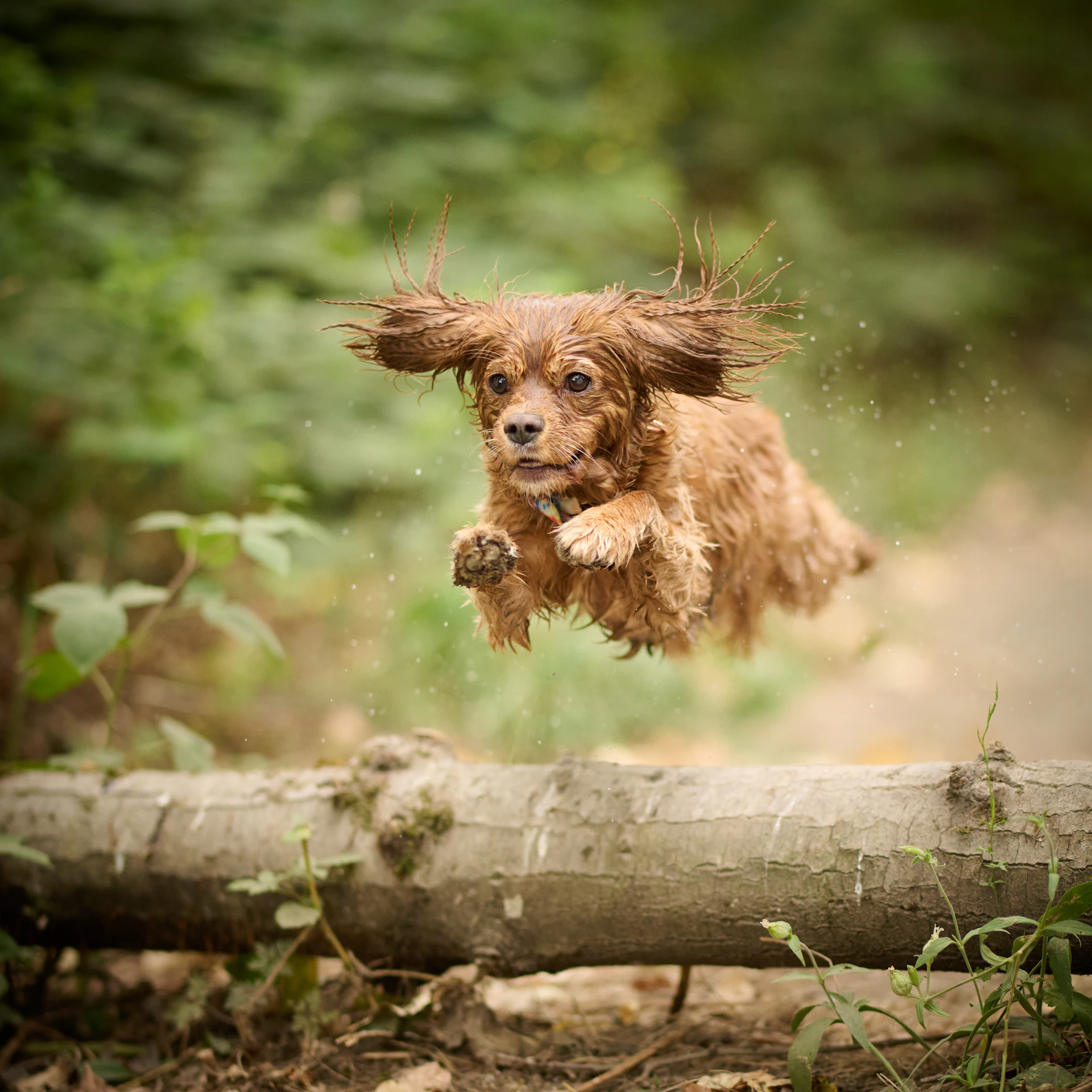 An affectionate dog mid-leap in a lively park scene, eyes sparkling with joy and fur glowing in the fresh daylight, embodying playful spirit.