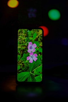 A smartphone screen displays vibrant pink and purple flowers with detailed petals set against a backdrop of lush green leaves. The phone stands out against a dark background with faint orbs of colorful lights visible around it.