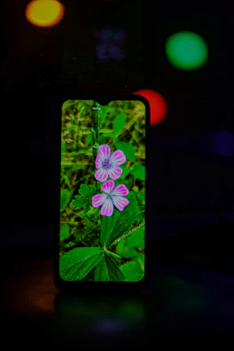 Arrangement of pink flowers surrounding a smartphone displaying links.