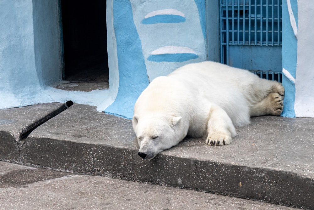 a polar bear laying on a stone ledge