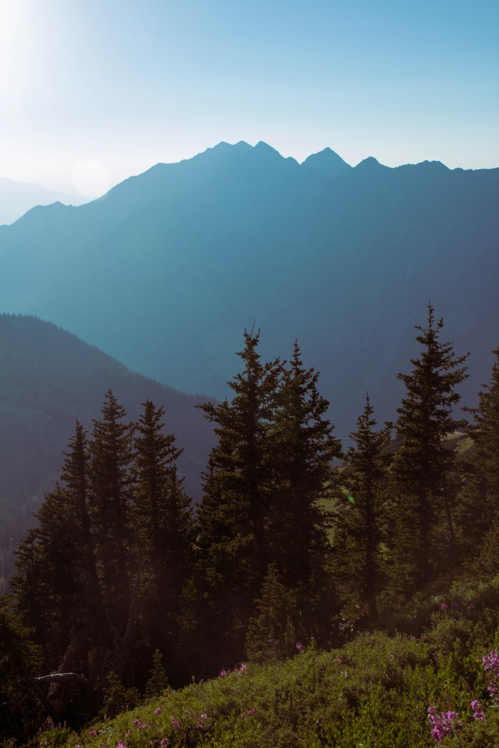 a forest of trees in front of a mountain range