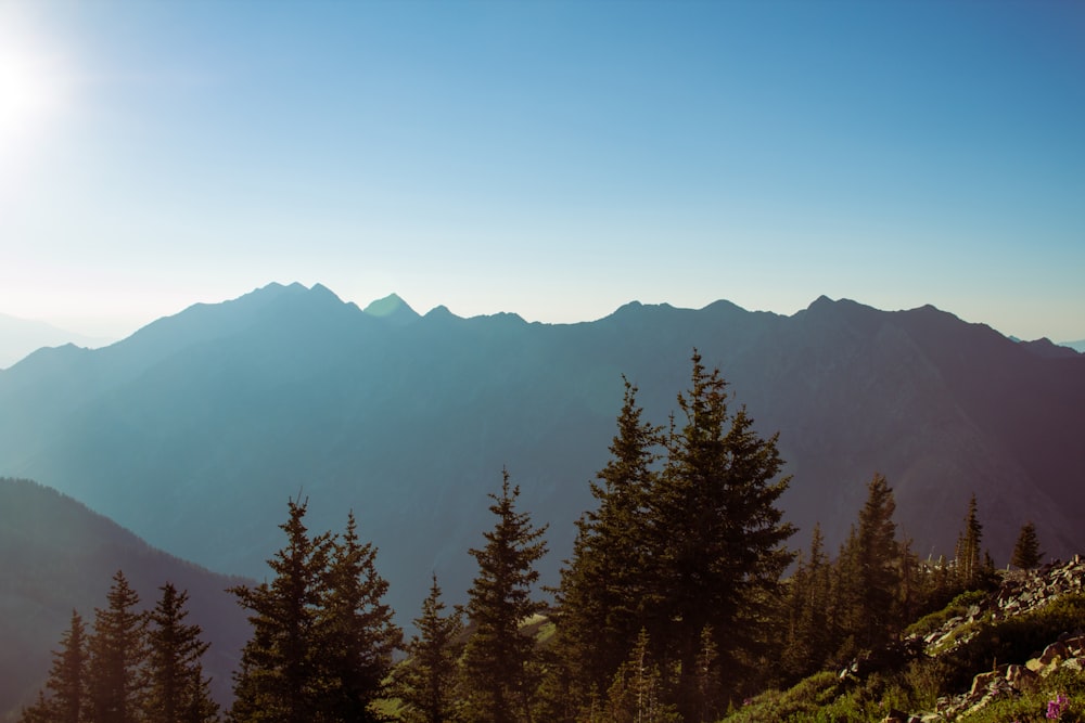 a group of trees on a mountain