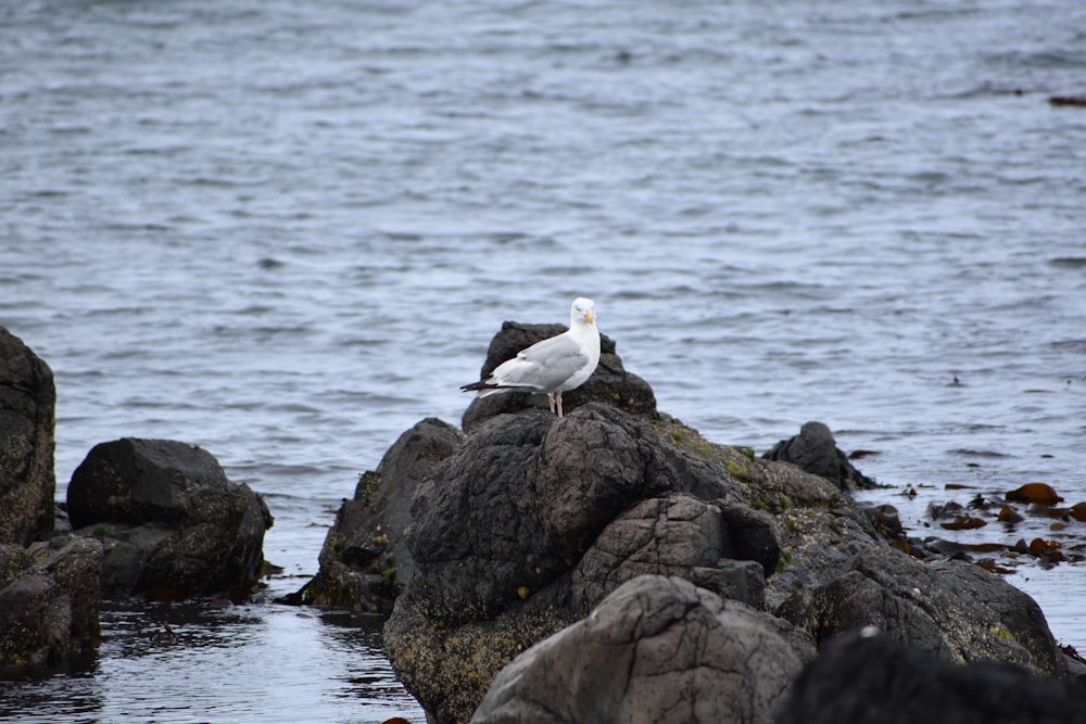 a bird on a rock by the water