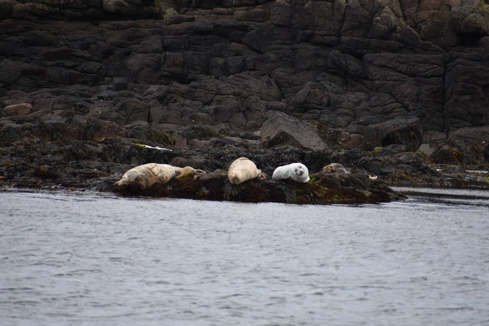 a group of polar bears sit on a rock by the water