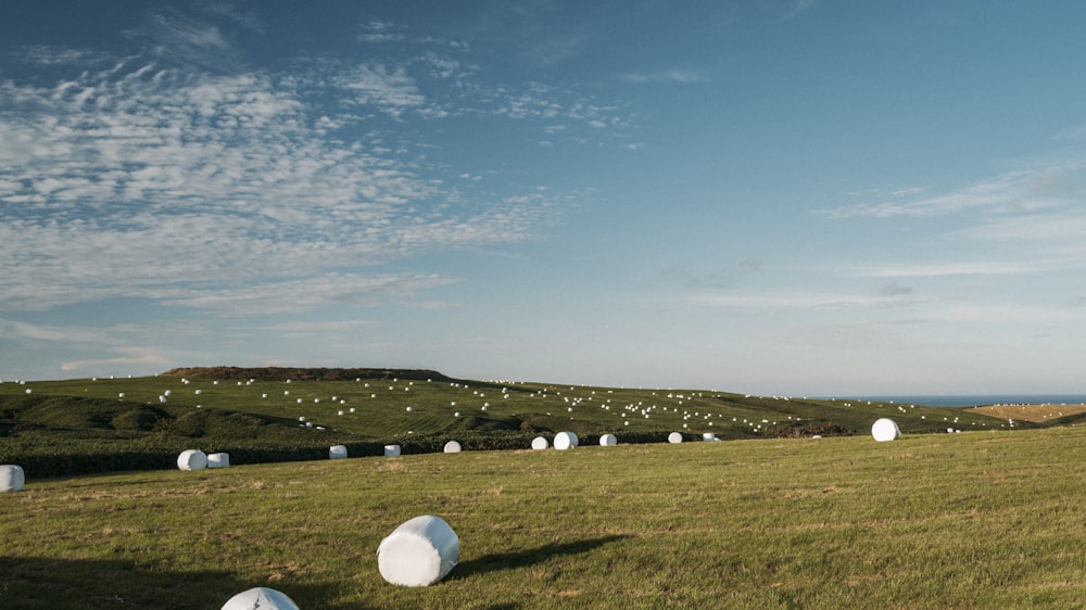 a herd of sheep standing on top of a grass covered field