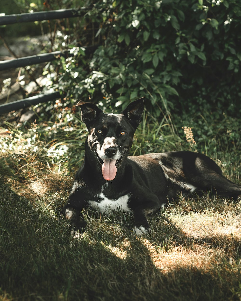 a dog lying on the grass