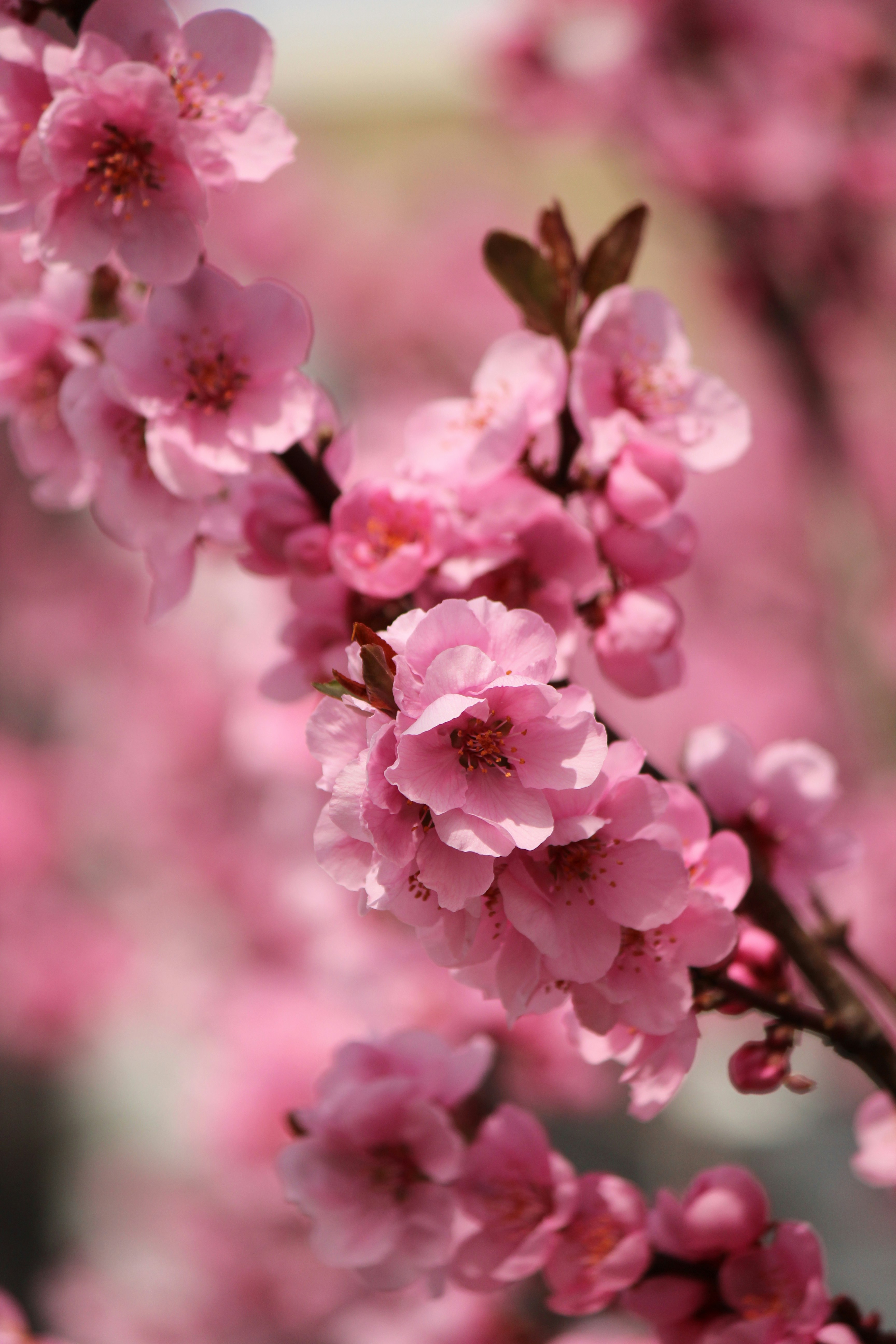 Gros plan d’une fleur