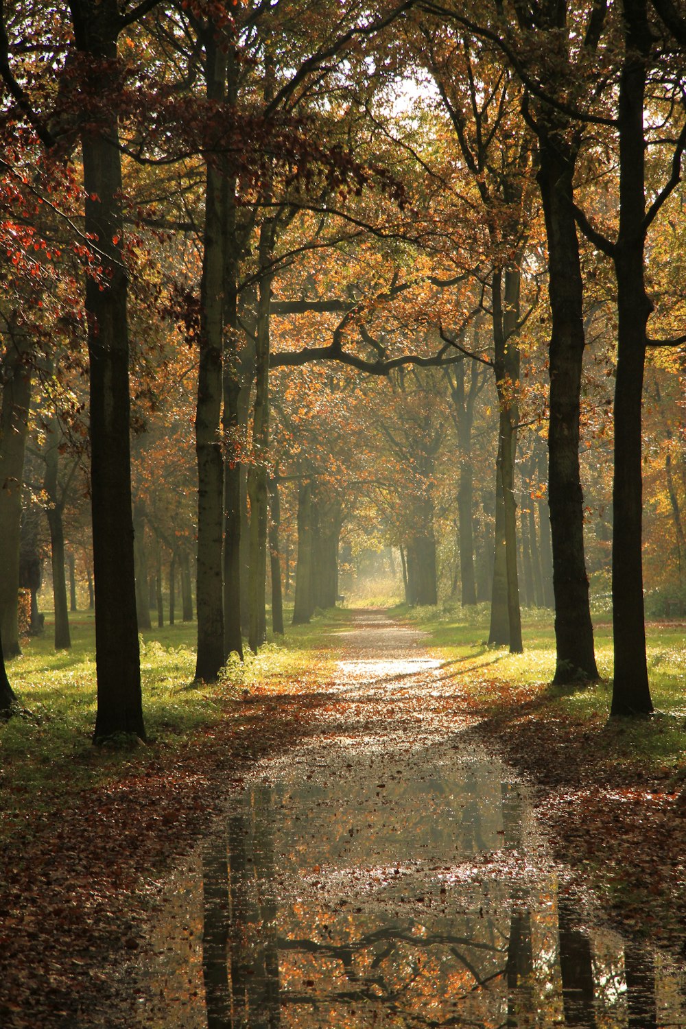 a path through a forest