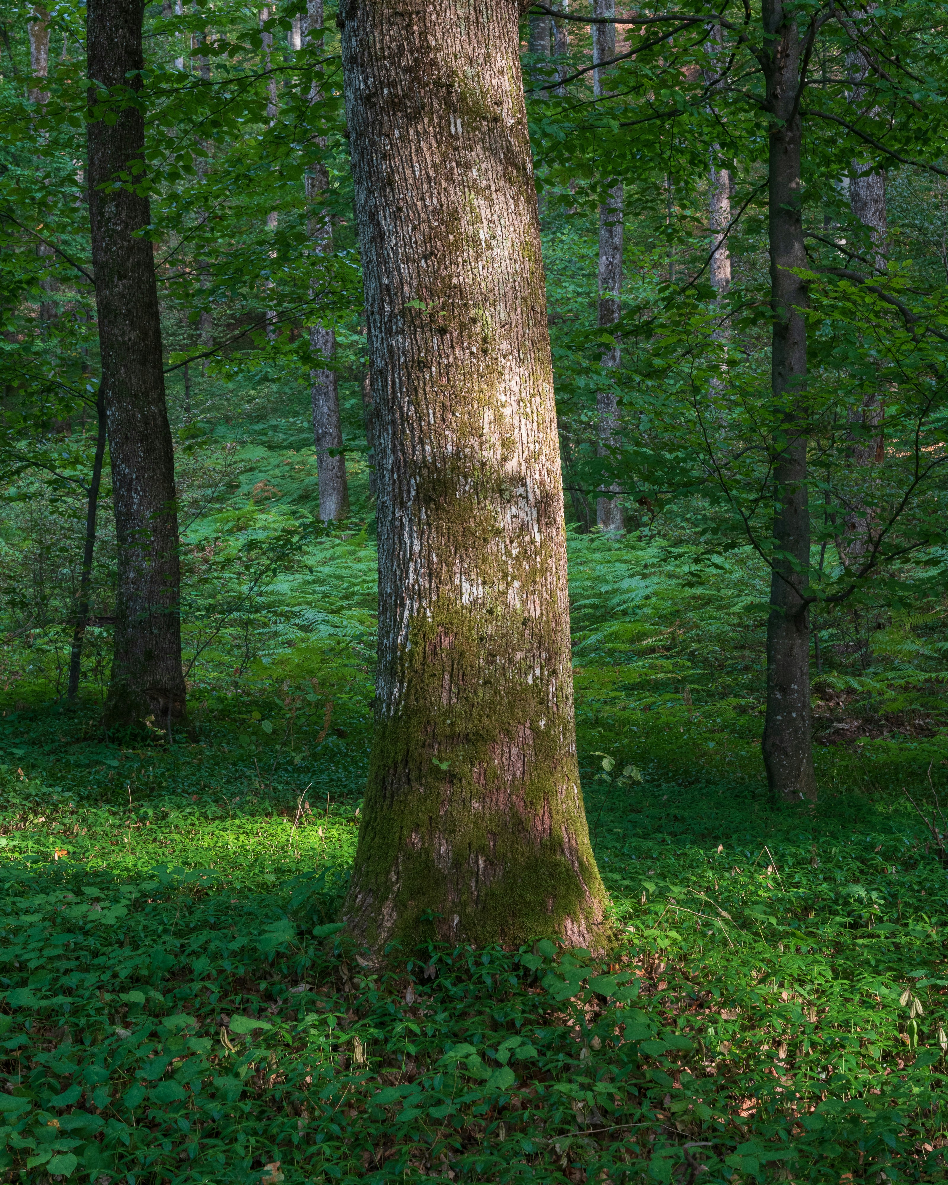 Photo by vjeblackbirdlion