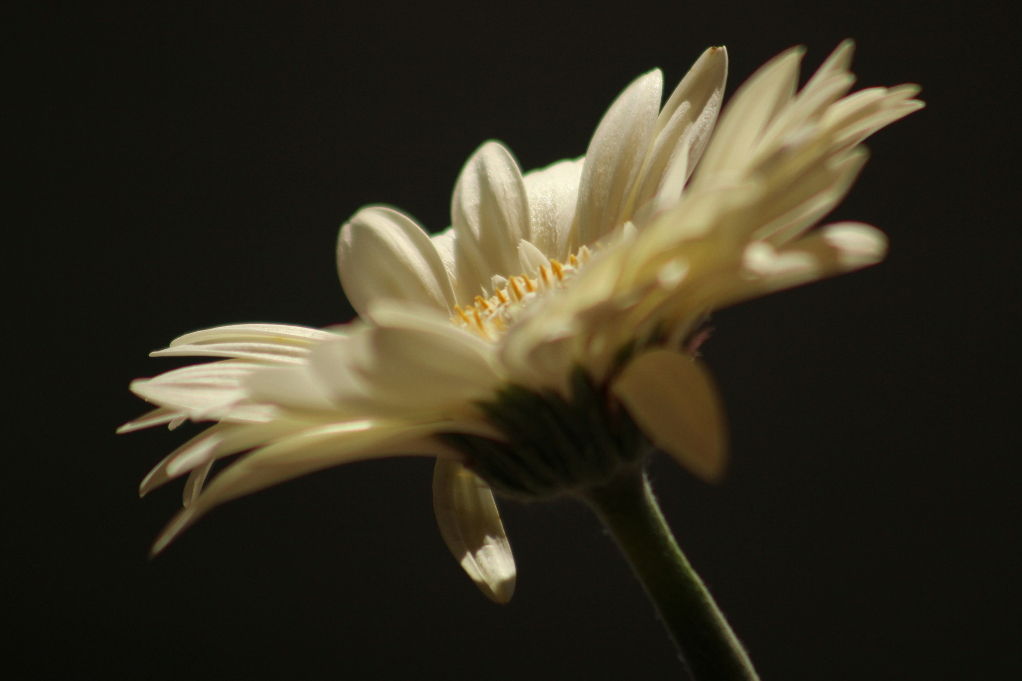 une fleur blanche aux pétales jaunes
