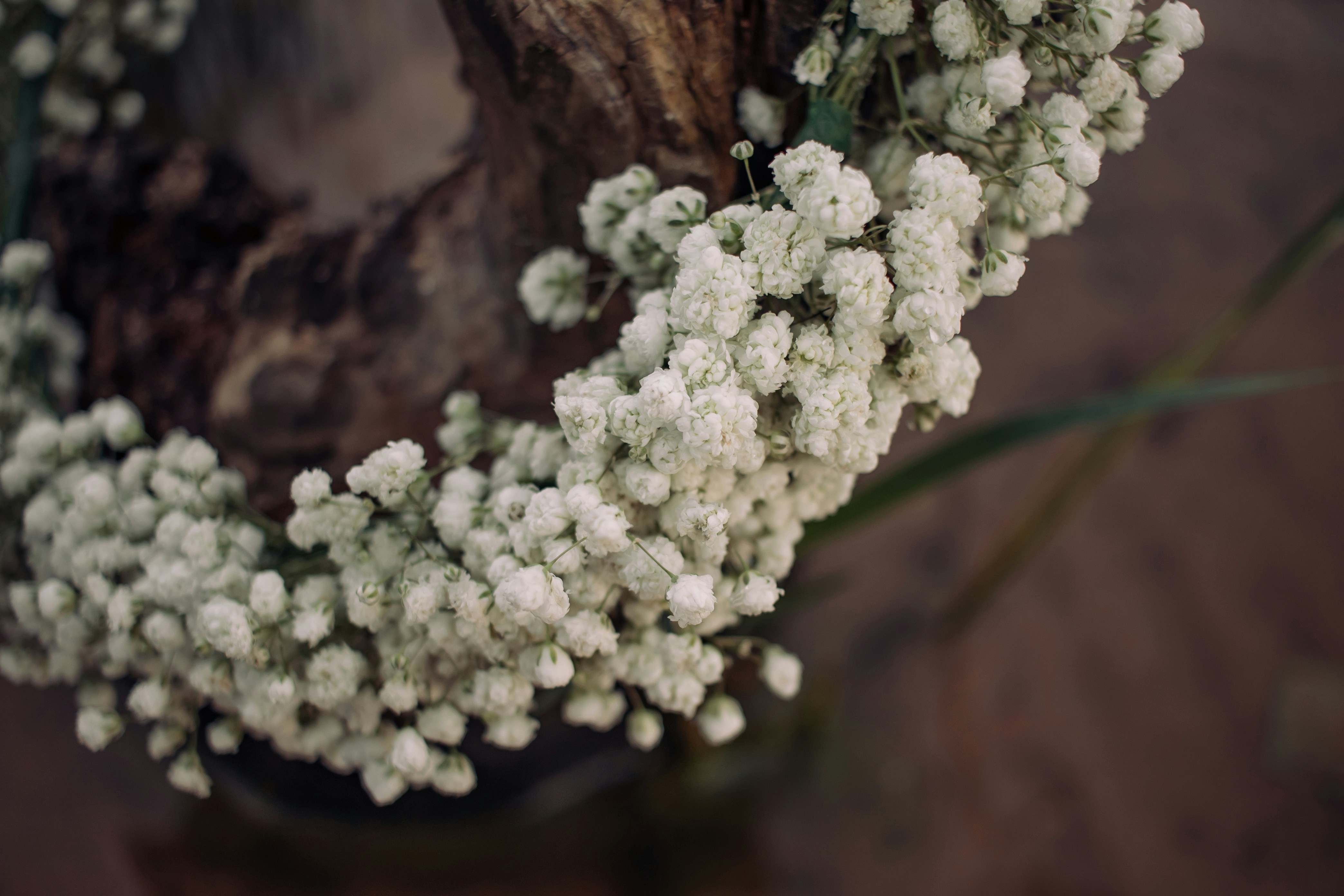 Gros plan d’une fleur blanche