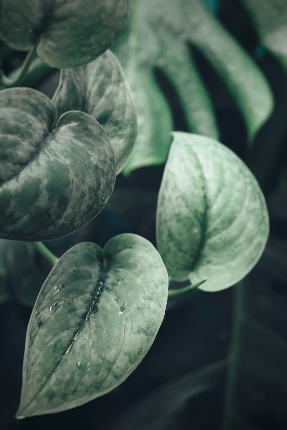 a group of green leaves