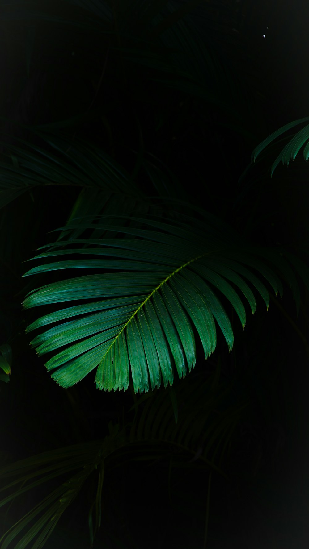 a close-up of a leaf