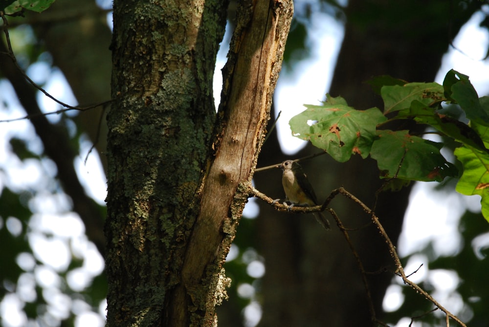 a bird perched on a tree