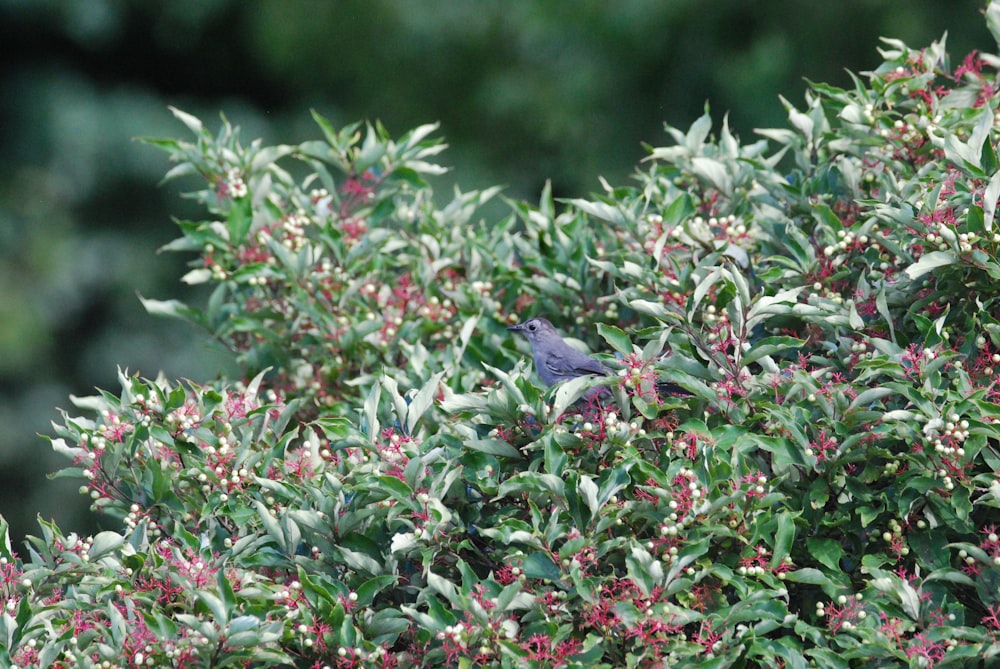 a bird on a bush