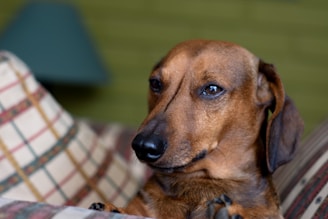 A brown dachshund with a smooth coat is lying on a plaid-patterned cushion. The dog's expression is calm and composed, with its ears slightly drooping. In the background, a green wall and a lamp with a blue shade are visible, slightly out of focus.