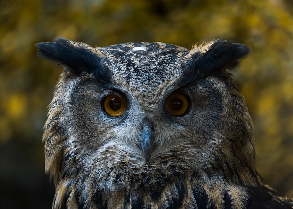 a close up of a bird