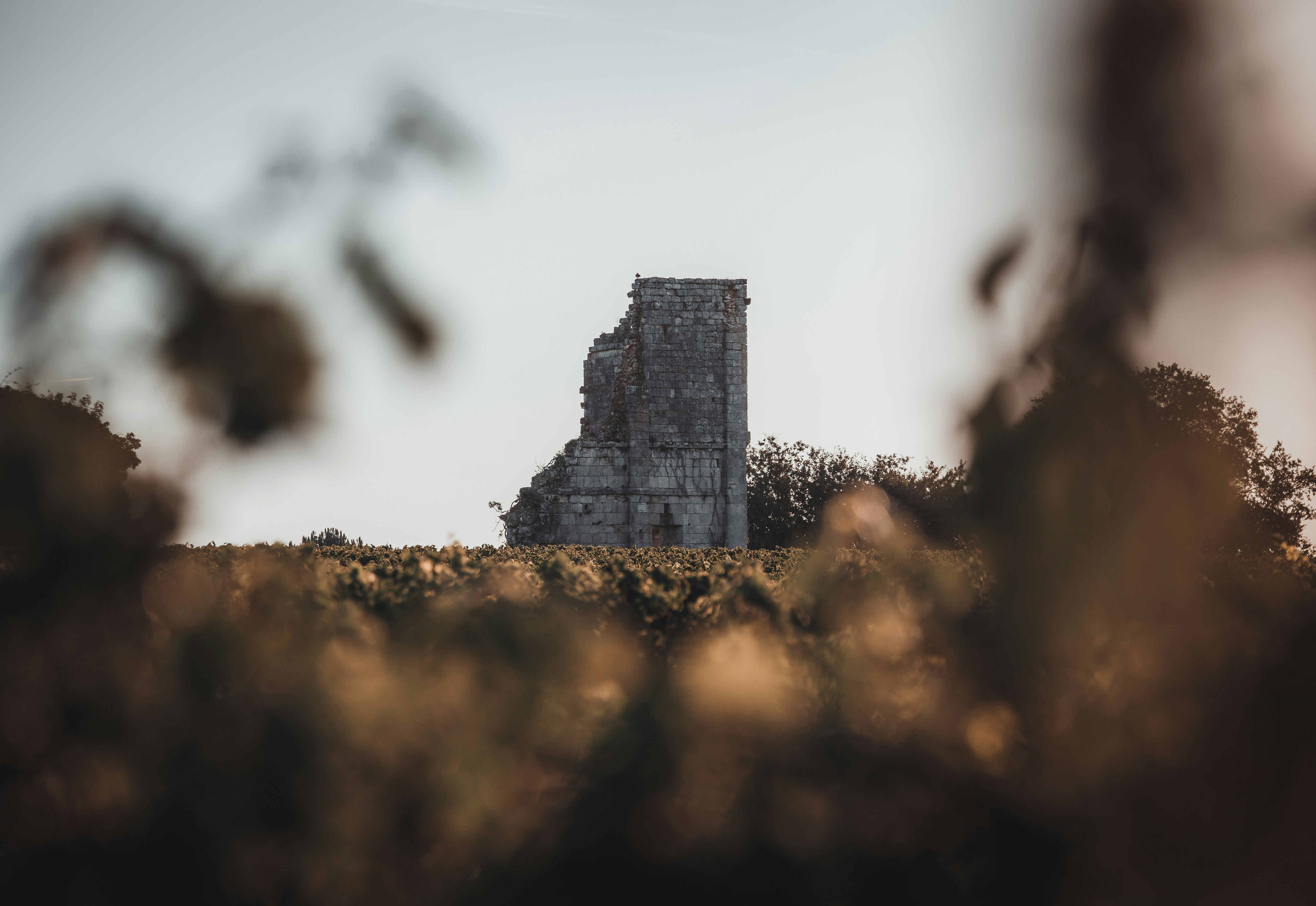 Maillot celtic glasgow floquage arzani