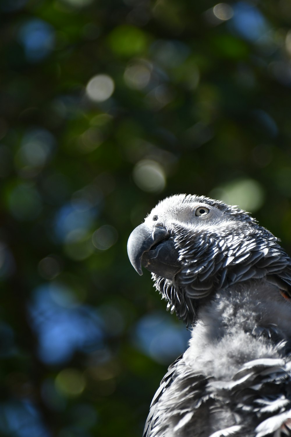 a bird with a long beak