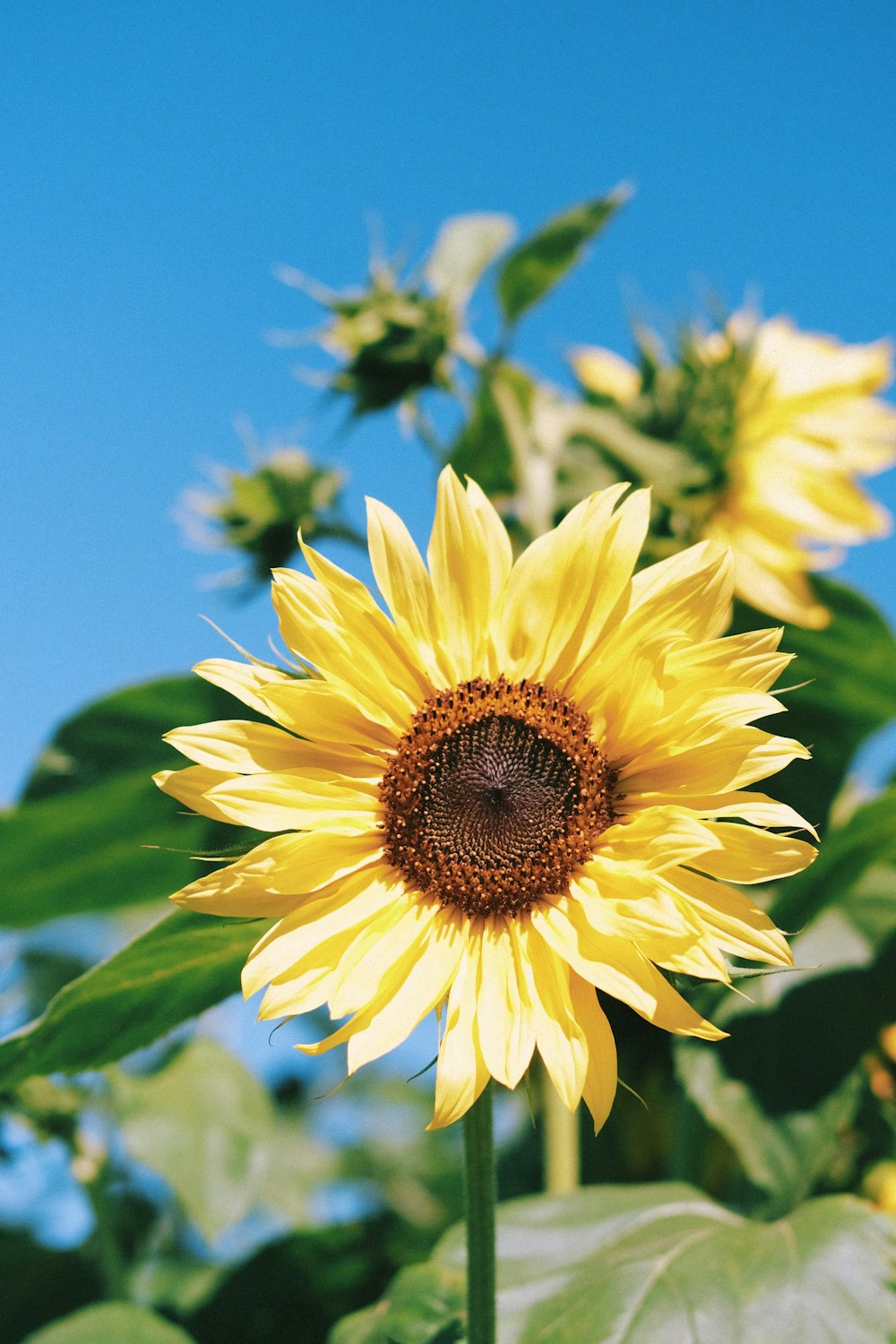 a close up of a sunflower