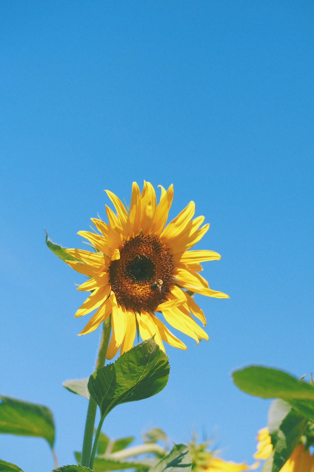 Un girasol amarillo con un cielo azul en el fondo