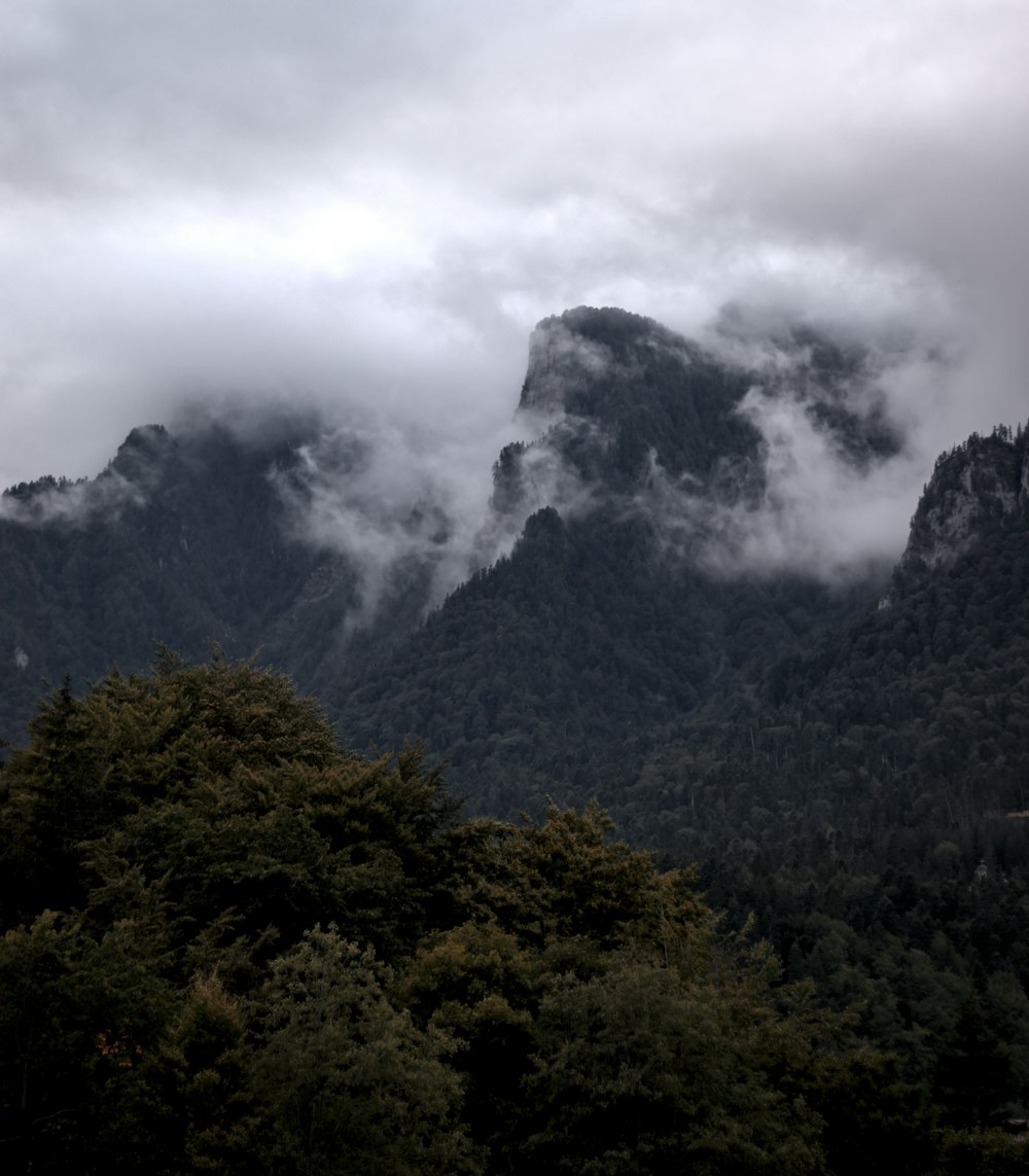 a forest of trees