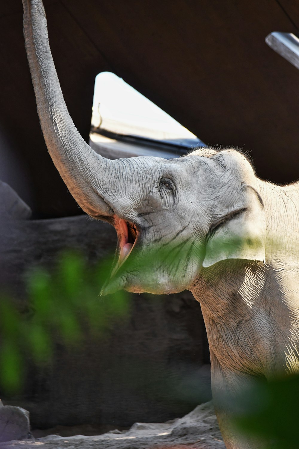 an elephant with its trunk up