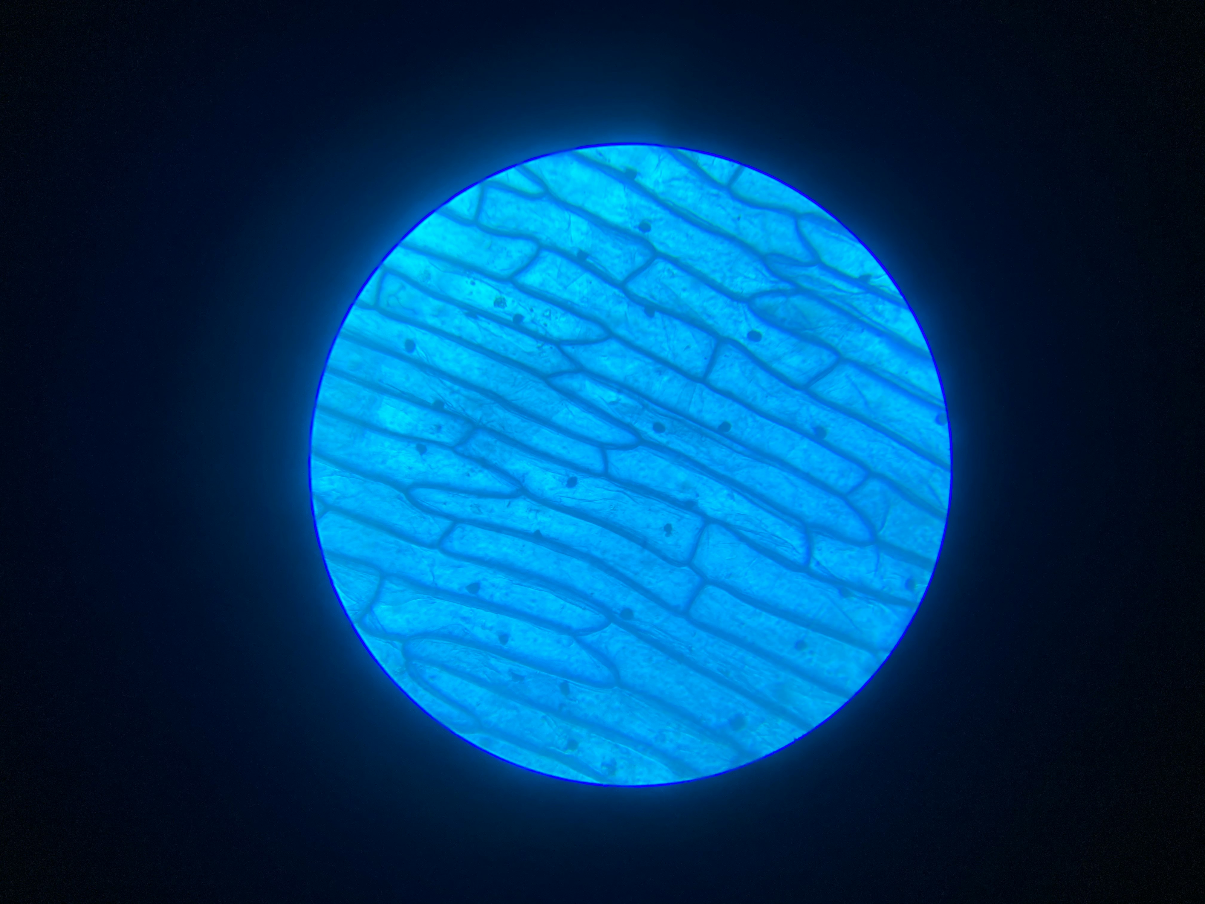 Inside Your Cells: How Mitochondrial Density Separates Good Athletes from Elite Ones