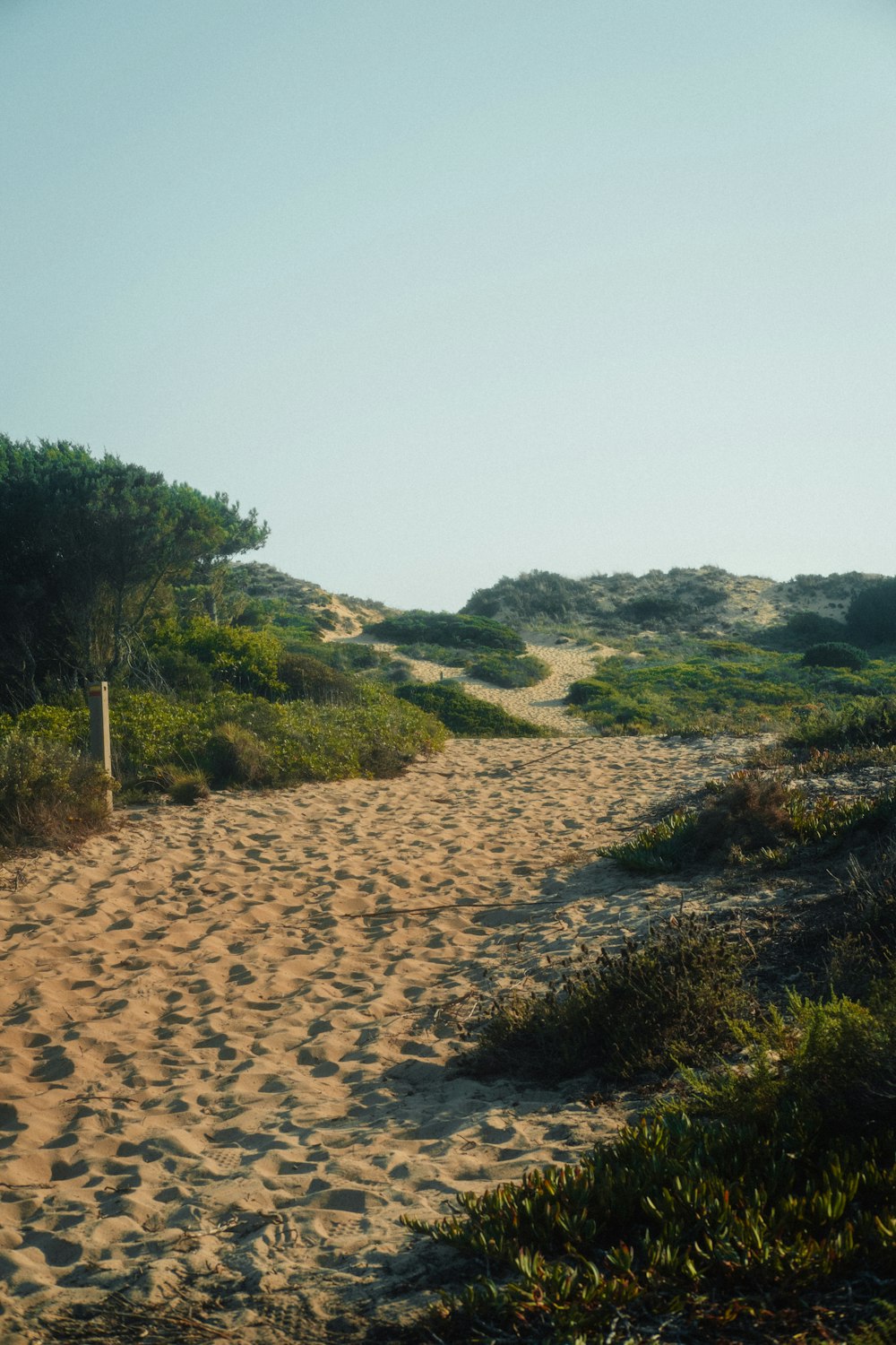 a sandy beach with trees and bushes