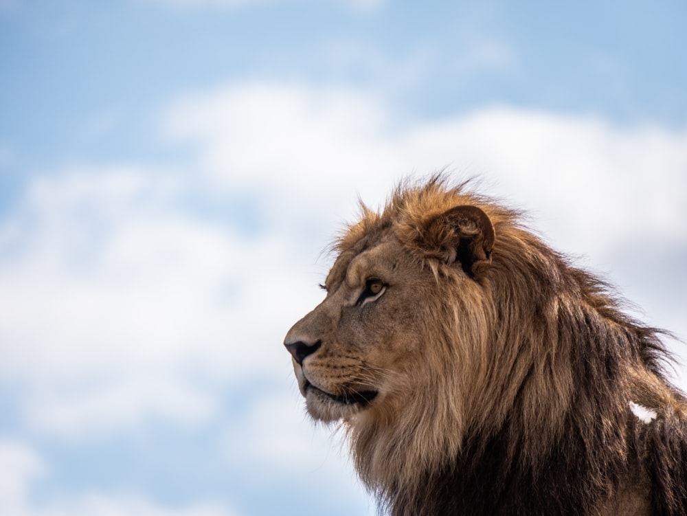 a lion looking at the camera