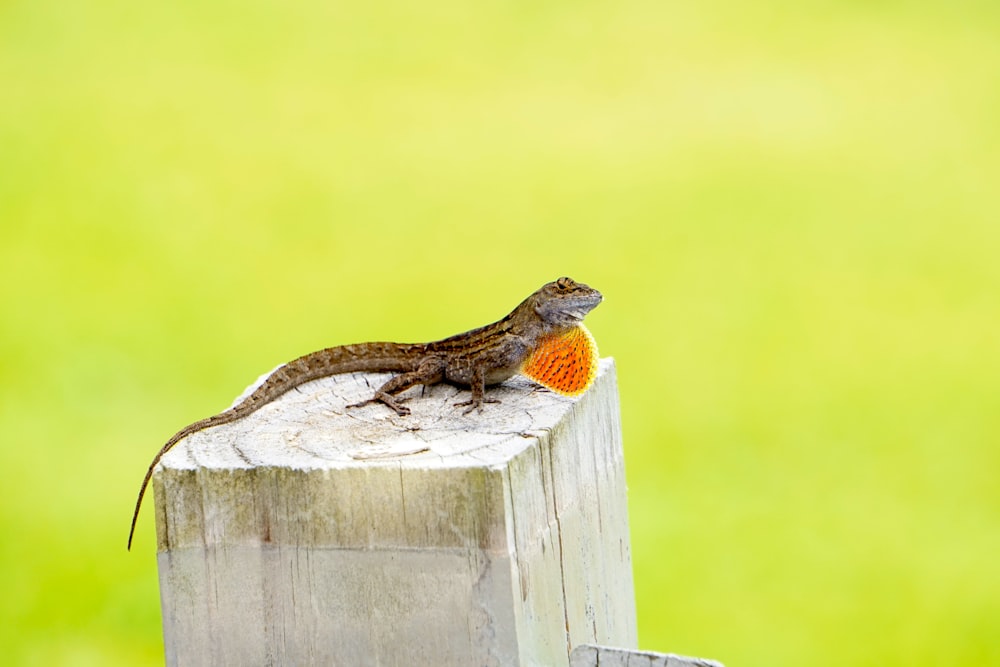 a lizard on a wood post