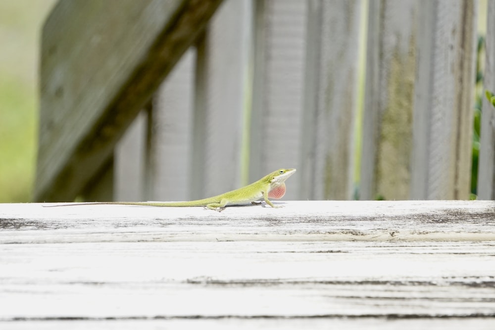 a lizard on a wood surface