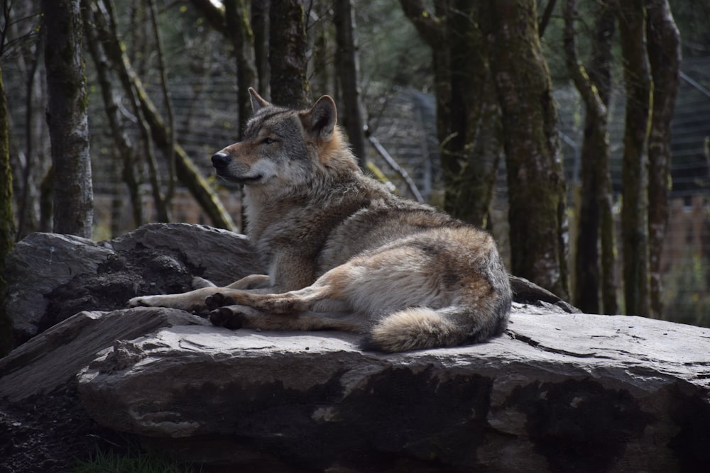 Ein Wolf liegt auf einem Baumstamm