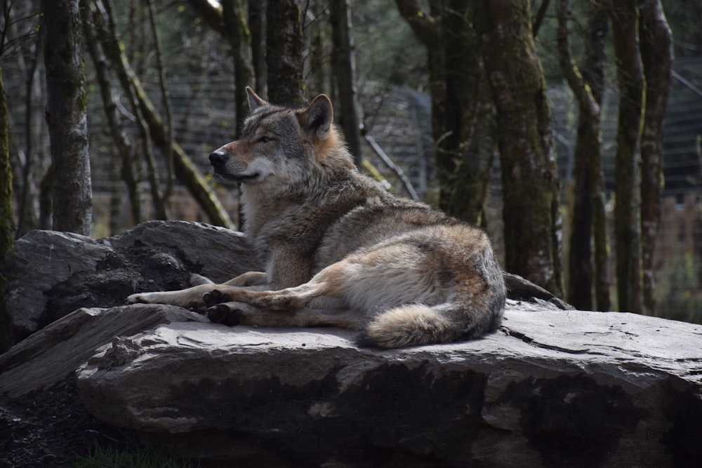 a wolf lying on a log