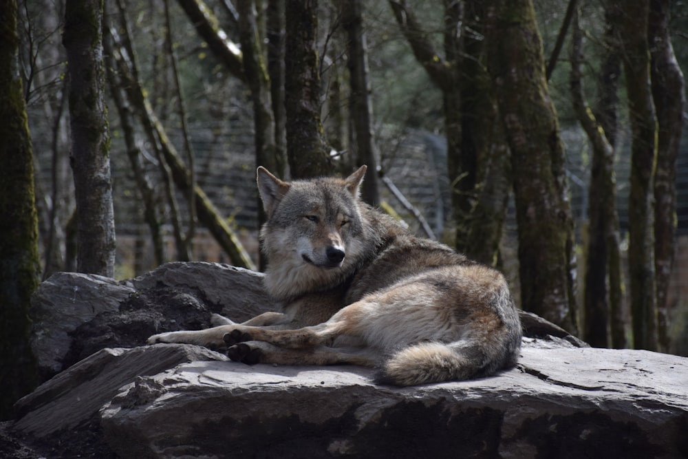 a wolf lying on a log in the woods
