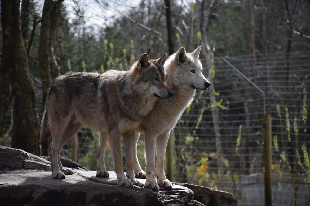Zwei Wölfe stehen auf einem Baumstamm