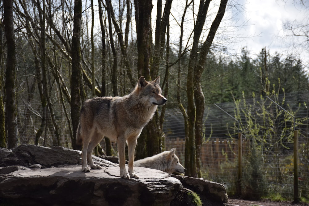 a wolf and a wolf on a rock in a forest